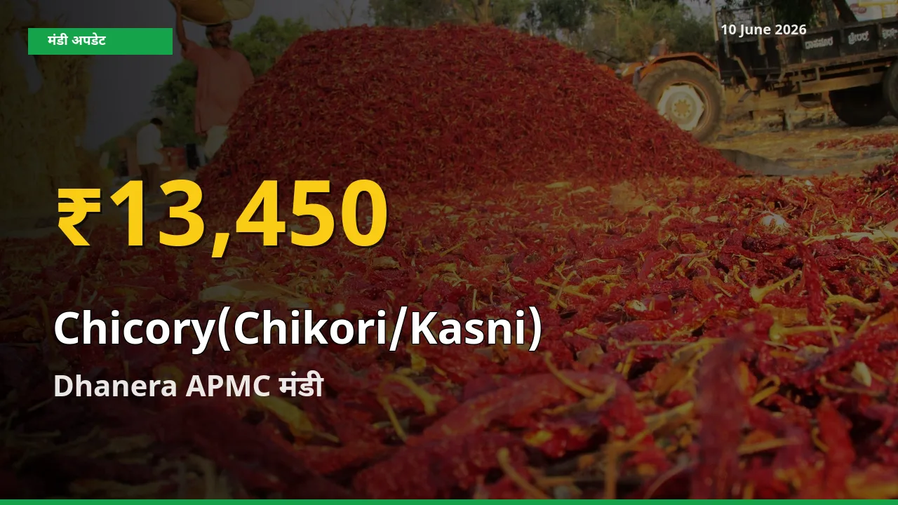 किसानों के लिए खुशखबरी! Dhanera APMC में कासनी के दाम रिकॉर्ड स्तर पर