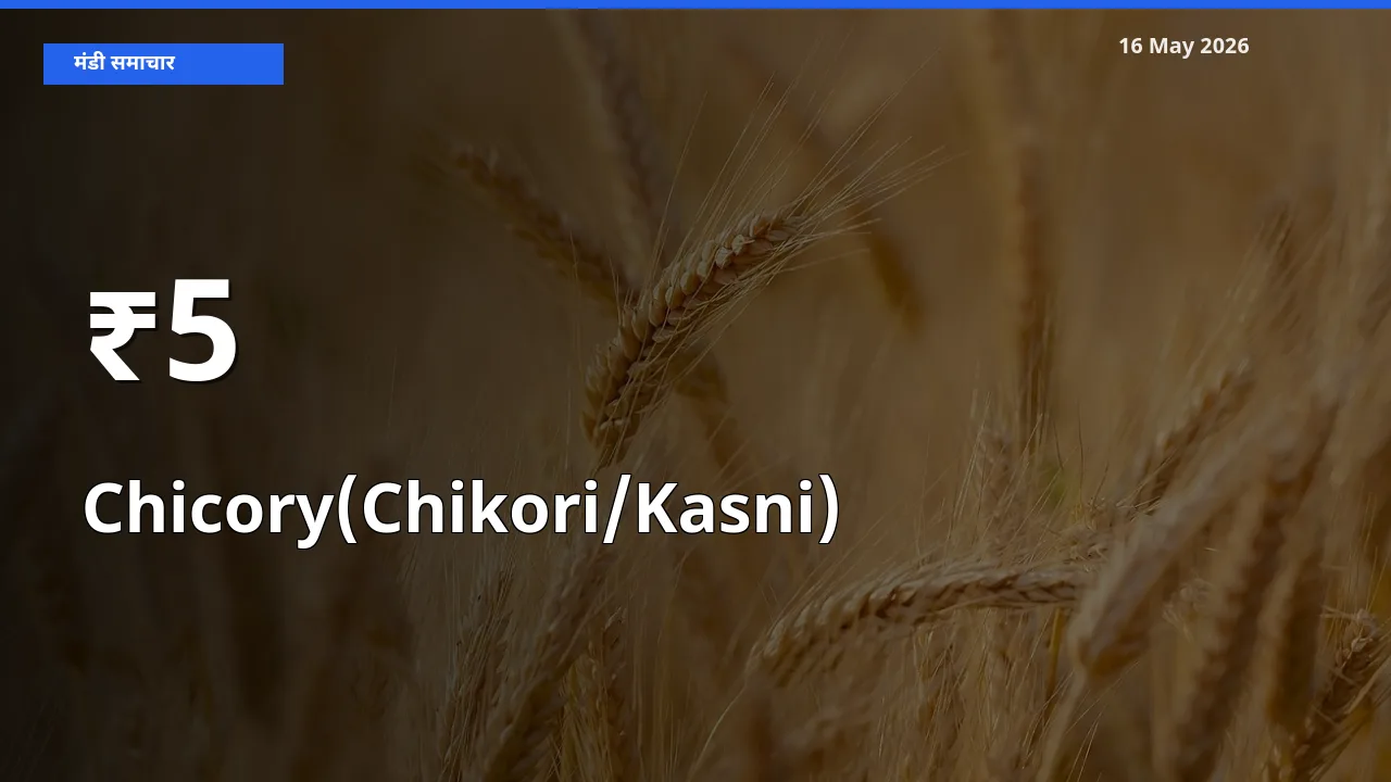 कासनी के दामों का असर कई मंडियों में, बाज़ार दिशा स्पष्ट