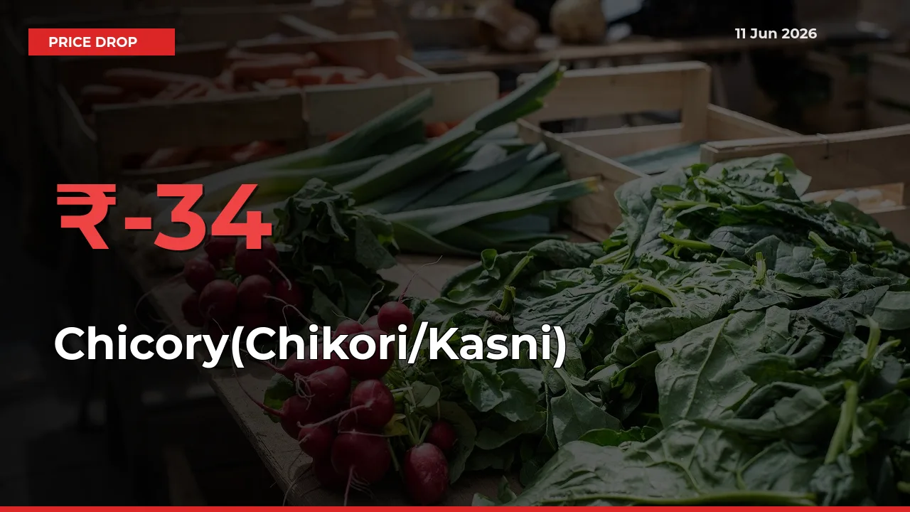 Chicory(Chikori/Kasni) Prices Drop 34.21% – June 11 Market Update from Mandis