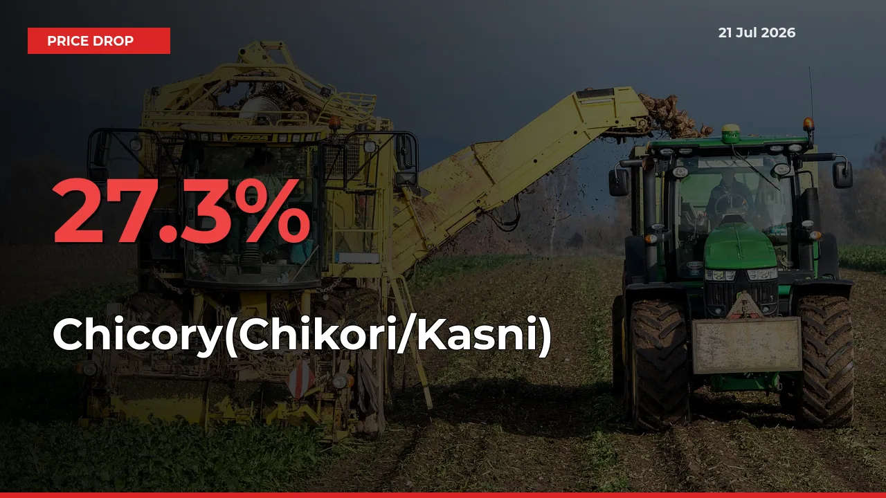 27.3% Drop in Chicory(Chikori/Kasni) Prices – Mandi Sees Sudden Fall