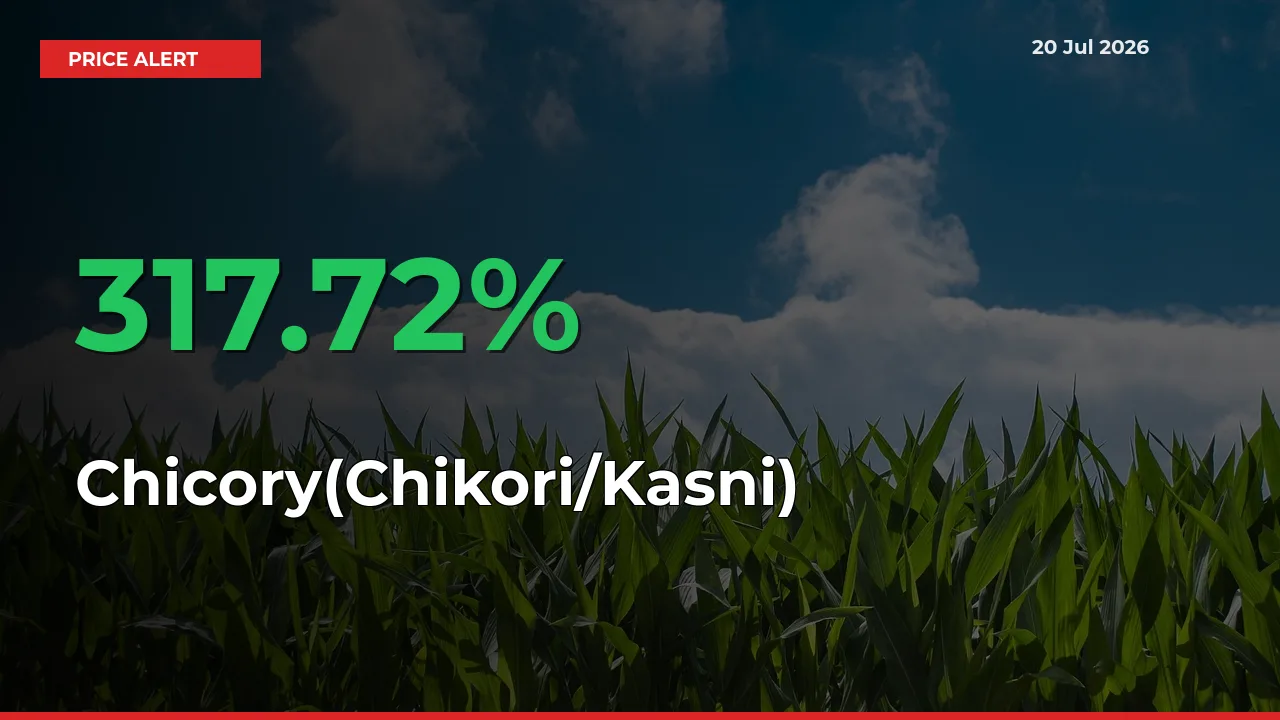 Why Chicory(Chikori/Kasni) Prices Rose 317.72% in a Day at Mandis