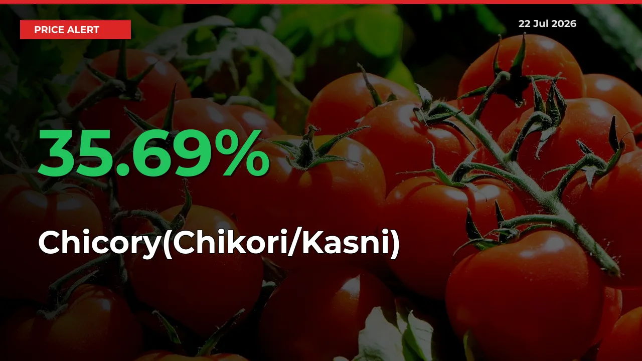 Farmers Cheer as Chicory(Chikori/Kasni) Prices Surge 35.69% in Local Mandis