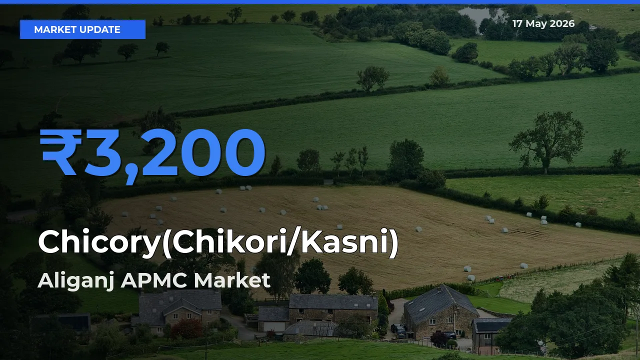 Top Performer! Aliganj APMC Offers Best Chicory(Chikori/Kasni) Price Today