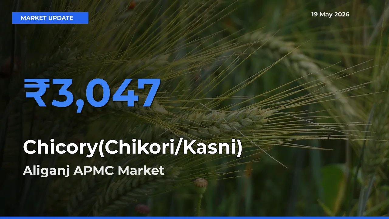 Aliganj APMC Tops Chicory(Chikori/Kasni) Rates – May 19 Market Update