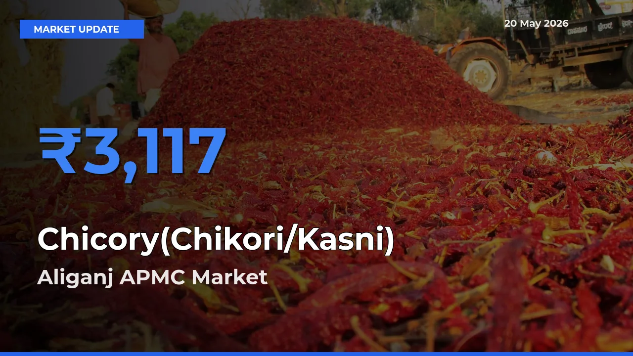 Aliganj APMC Tops Chicory(Chikori/Kasni) Mandi Rates Today