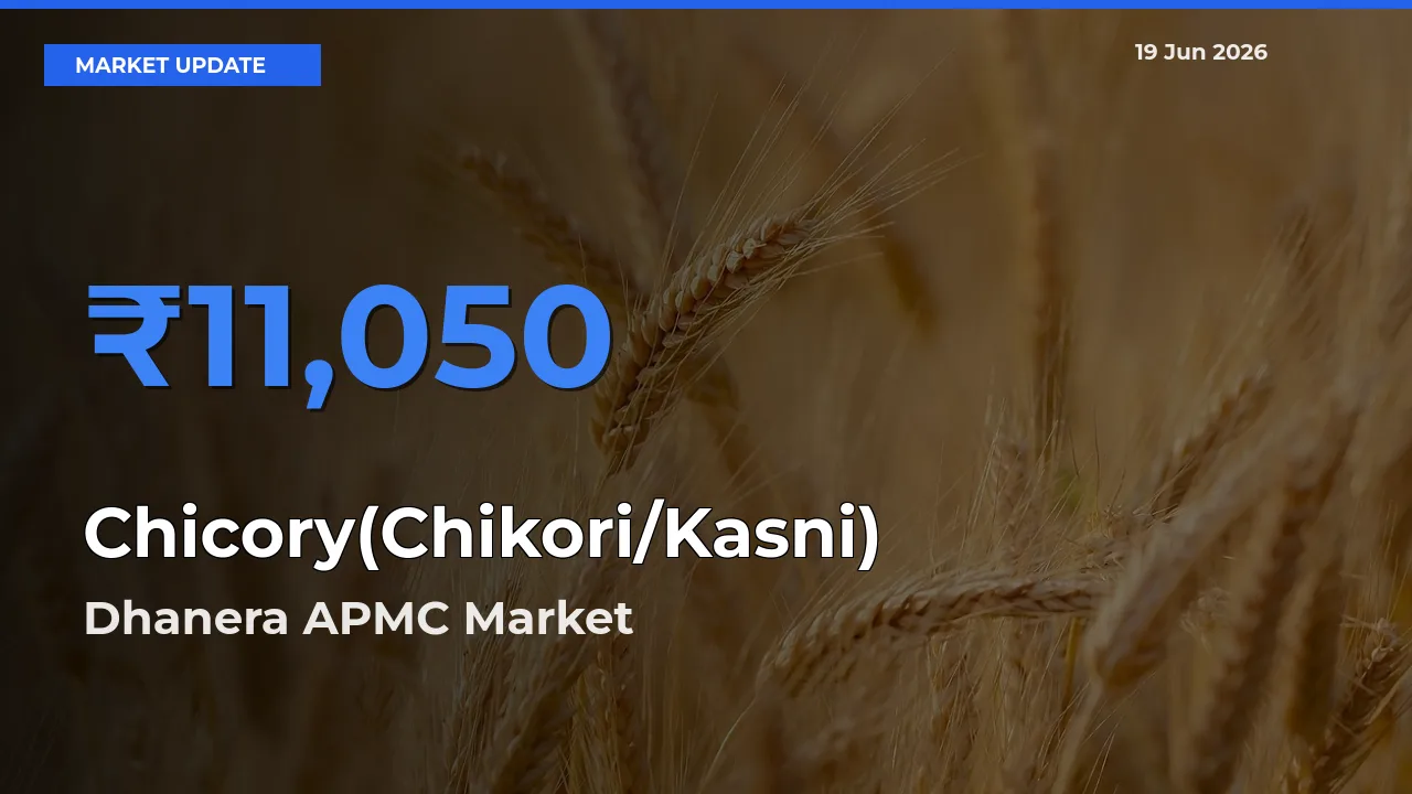Dhanera APMC Records Highest ₹11,050 Rate for Chicory(Chikori/Kasni)