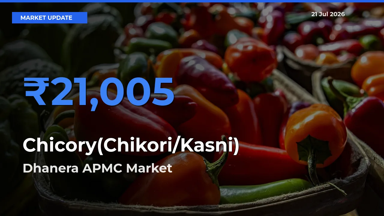Market Watch: Dhanera APMC Becomes Top Mandi for Chicory(Chikori/Kasni)