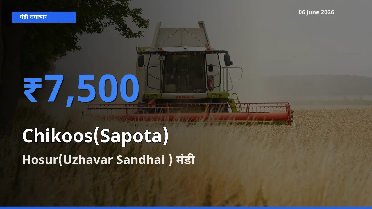 किसानों की पसंद बना Hosur(Uzhavar Sandhai ), चीकू के सबसे अच्छे दाम