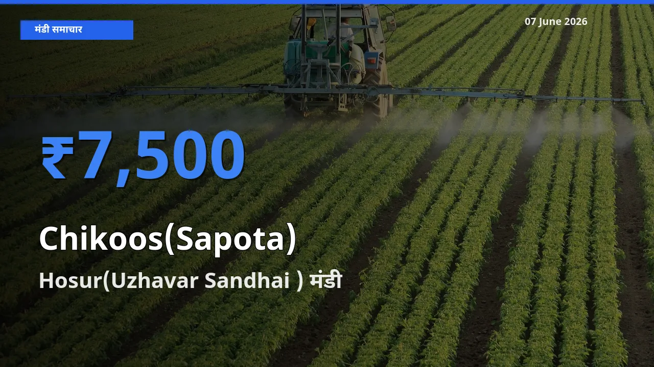 Hosur(Uzhavar Sandhai ) मंडी में आज चीकू के सबसे ऊँचे दाम दर्ज
