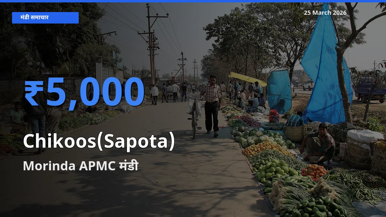 आज चीकू के सबसे ऊँचे दाम ₹5,000 Morinda APMC मंडी में
