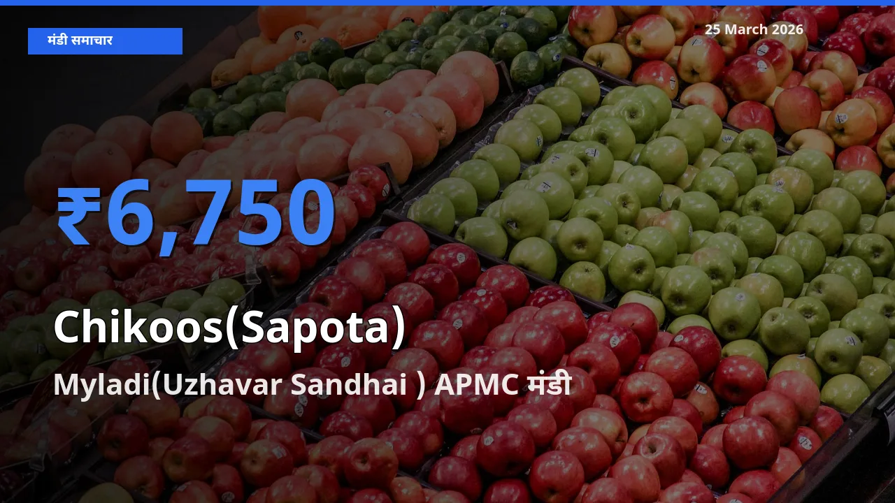 Myladi(Uzhavar Sandhai ) APMC मंडी में चीकू ₹6,750 पर पहुँचा – आज का सर्वोच्च भाव