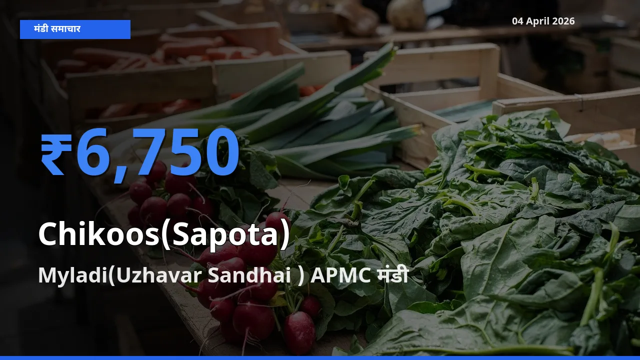 आज चीकू के सबसे ज़्यादा दाम Myladi(Uzhavar Sandhai ) APMC मंडी में दर्ज