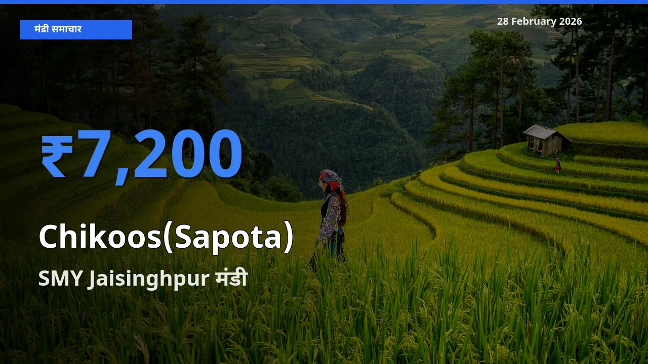 आज Chikoos(Sapota) के सबसे ऊँचे दाम ₹7,200 SMY Jaisinghpur मंडी में