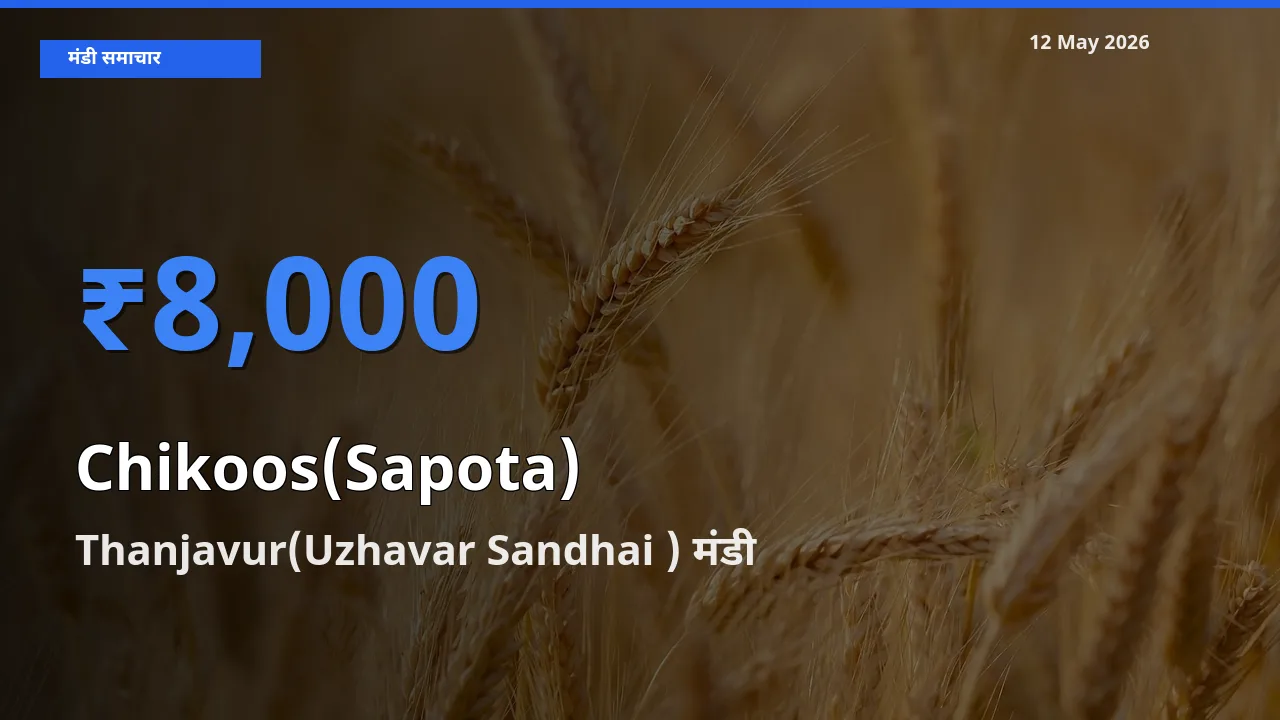 आज का मंडी भाव: चीकू के सबसे ज़्यादा दाम Thanjavur(Uzhavar Sandhai ) में