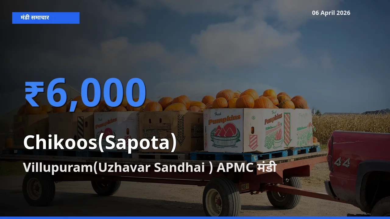 टॉप मंडी बना Villupuram(Uzhavar Sandhai ) APMC! चीकू के सबसे ऊँचे दाम यहीं दर्ज