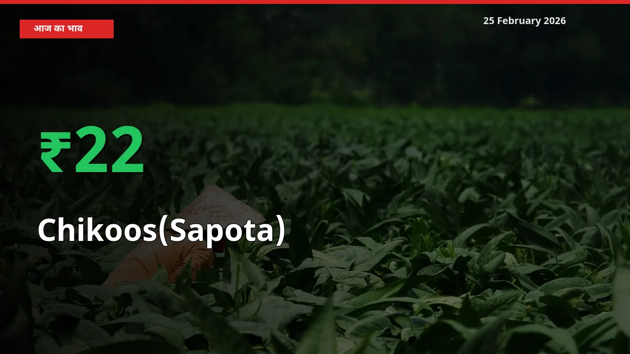25 February अपडेट: Chikoos(Sapota) के दाम मंडी में 22.25% उछले