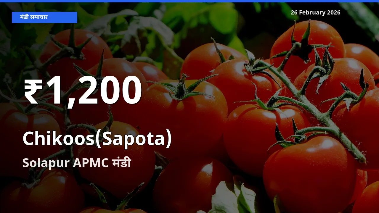 Chikoos(Sapota) के दामों में गिरावट, Solapur APMC में 30 दिन का न्यूनतम भाव