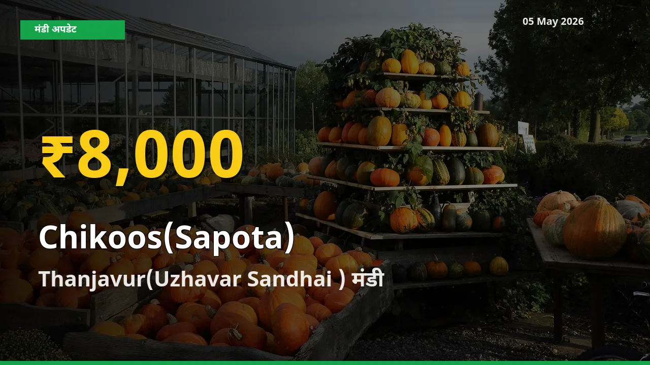 चीकू के भावों में जबरदस्त उछाल, Thanjavur(Uzhavar Sandhai ) में नया उच्च स्तर
