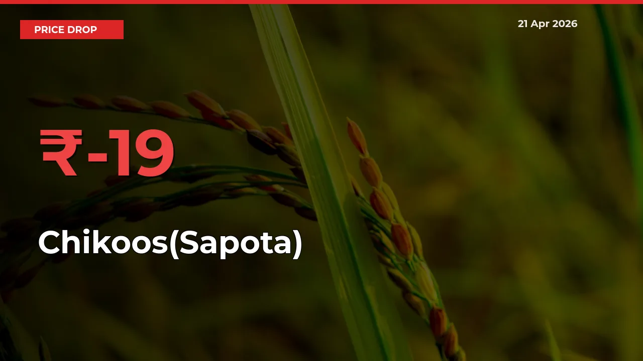 Why Chikoos(Sapota) Prices Fell 19.36% in a Day at Mandis