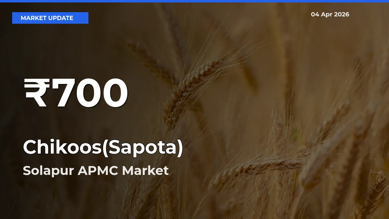 Farmers Concerned as Chikoos(Sapota) Hits 30-Day Low in Solapur APMC