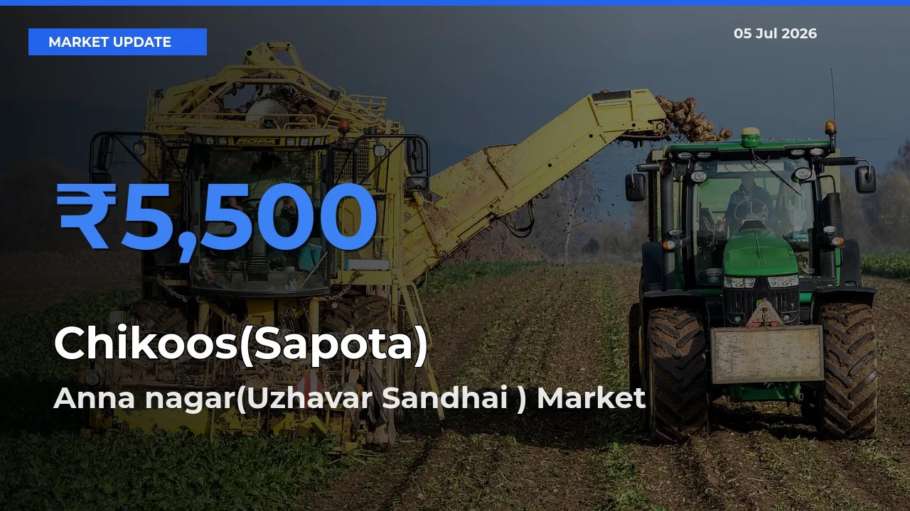 Anna nagar(Uzhavar Sandhai ) Records Highest ₹5,500 Rate for Chikoos(Sapota)