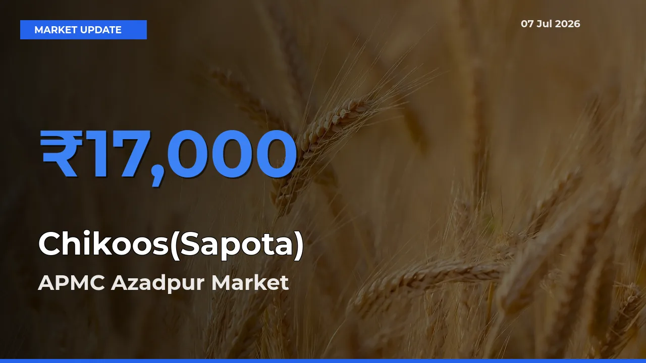 Chikoos(Sapota) Mandi Rate Today: APMC Azadpur Tops the List