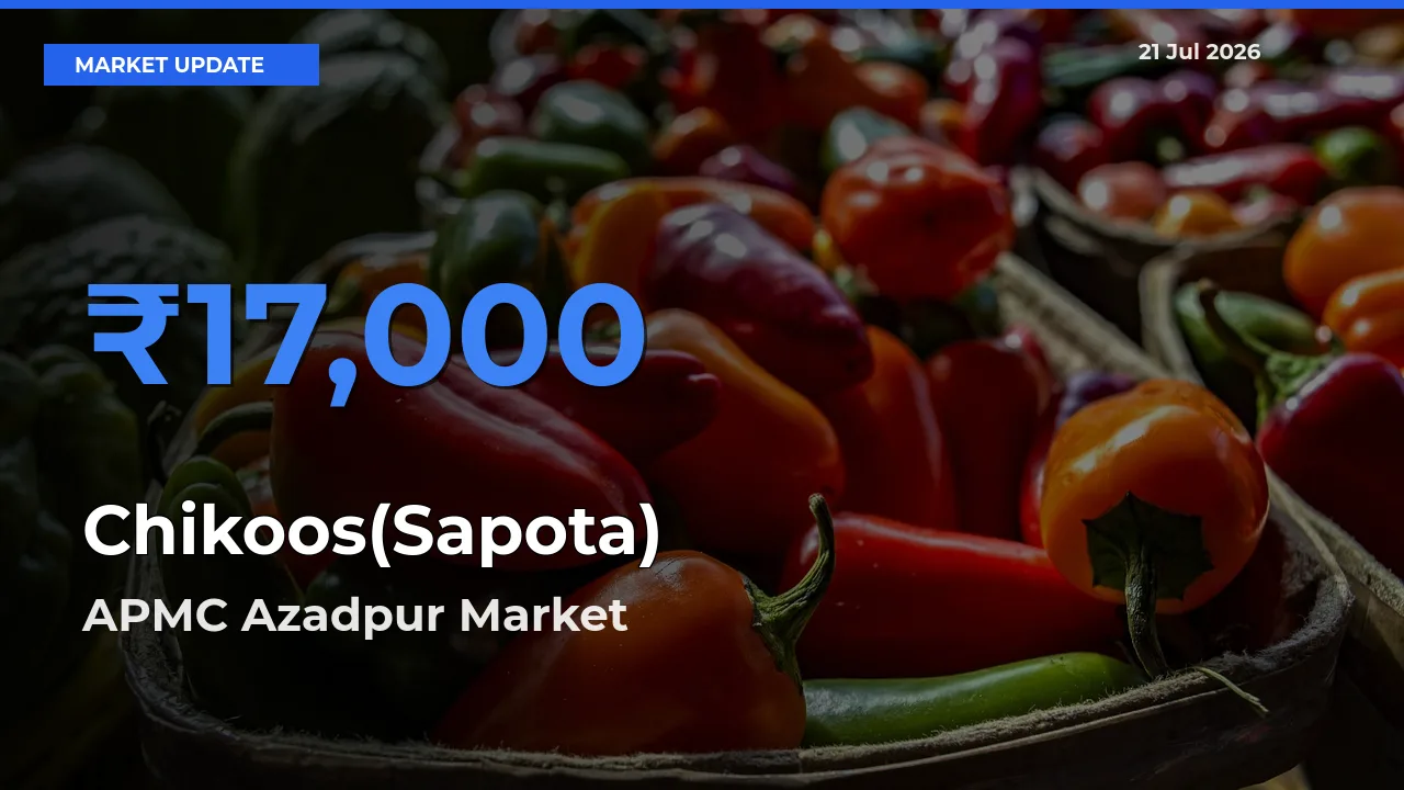 APMC Azadpur Offers ₹17,000 – Highest Chikoos(Sapota) Rate Today