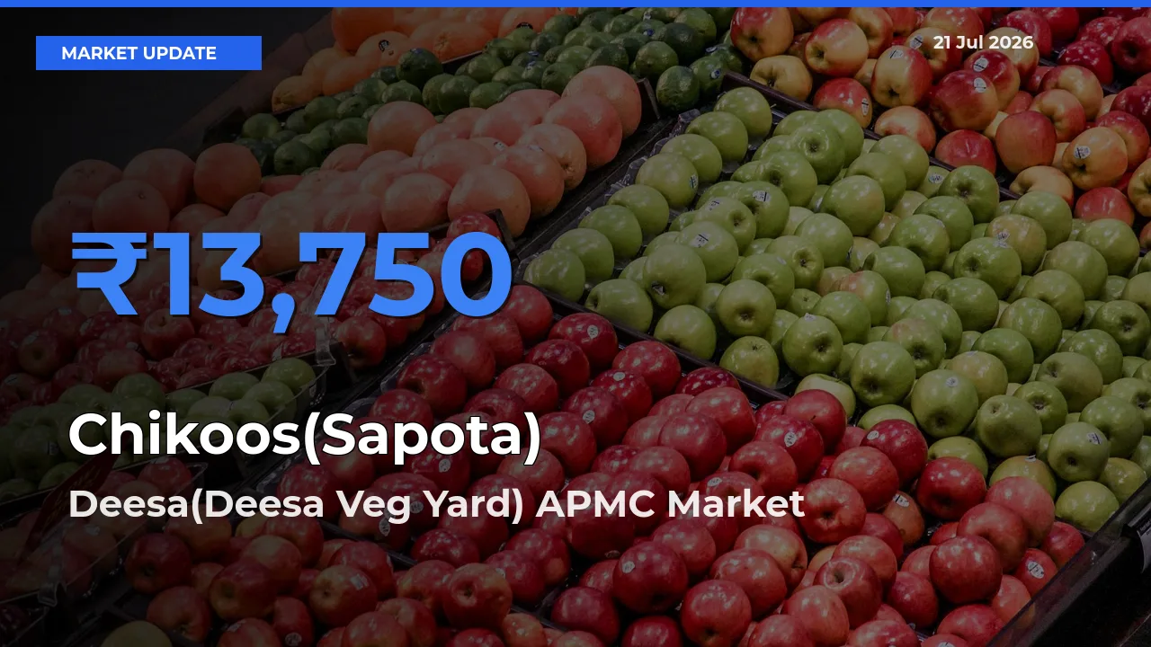Top Performer! Deesa(Deesa Veg Yard) APMC Offers Best Chikoos(Sapota) Price Today