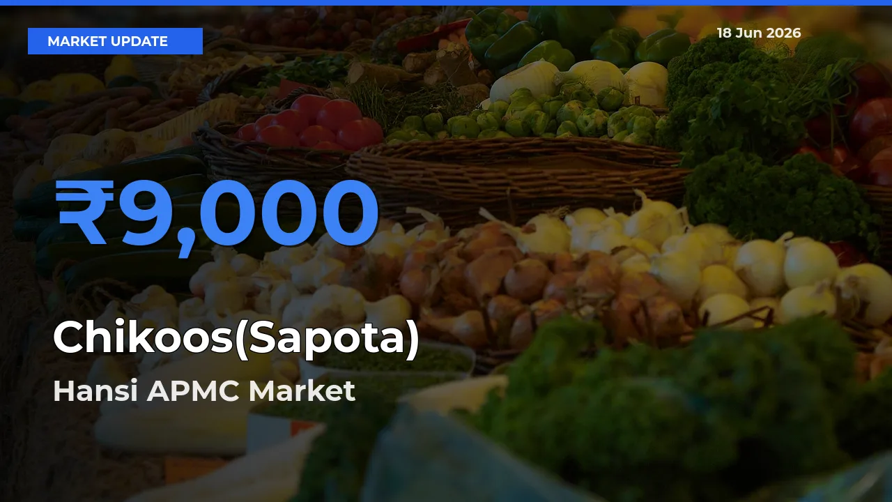 Chikoos(Sapota) Mandi Rate Today: Hansi APMC Tops the List