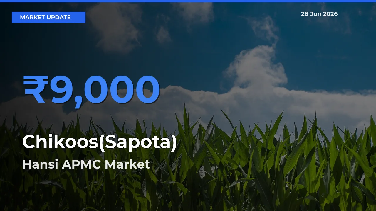 Hansi APMC Leads as Top Mandi for Chikoos(Sapota) Prices