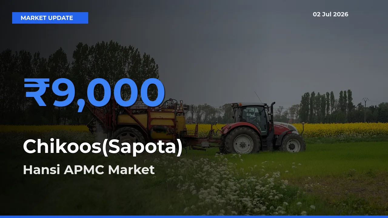 Hansi APMC Emerges as Top Mandi for Chikoos(Sapota) Prices Today