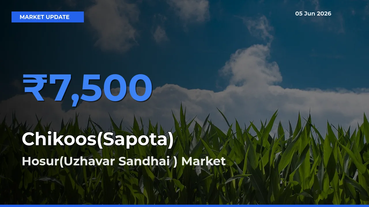 Market Watch: Hosur(Uzhavar Sandhai ) Becomes Top Mandi for Chikoos(Sapota)