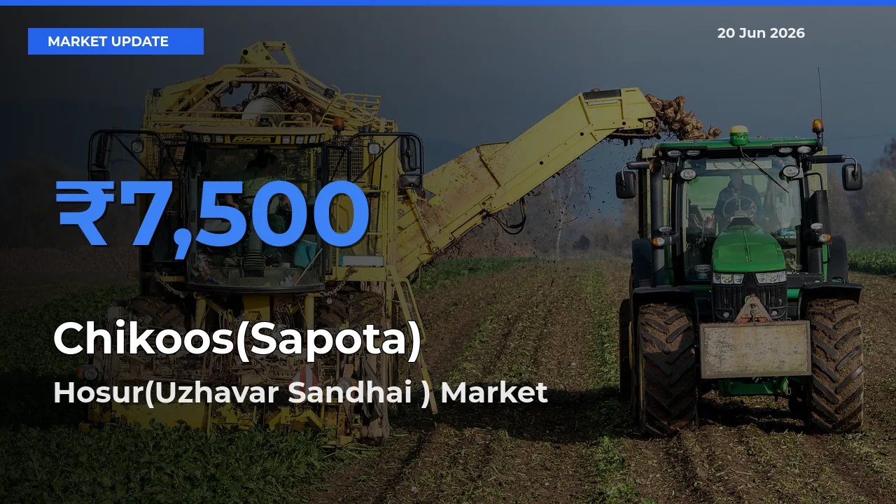 Hosur(Uzhavar Sandhai ) Offers ₹7,500 – Highest Chikoos(Sapota) Rate Today