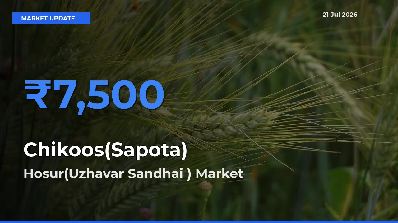 Hosur(Uzhavar Sandhai ) Leads as Top Mandi for Chikoos(Sapota) Prices