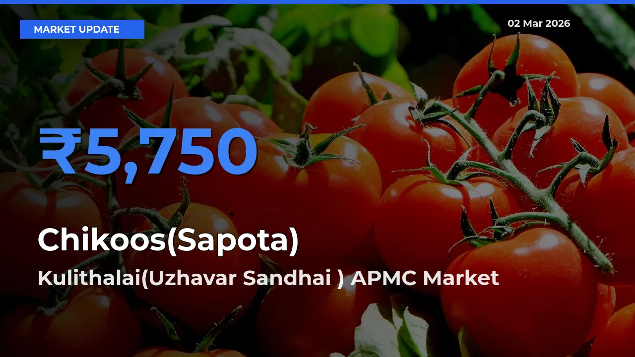 Kulithalai(Uzhavar Sandhai ) APMC Emerges as Top Mandi for Chikoos(Sapota) Prices Today