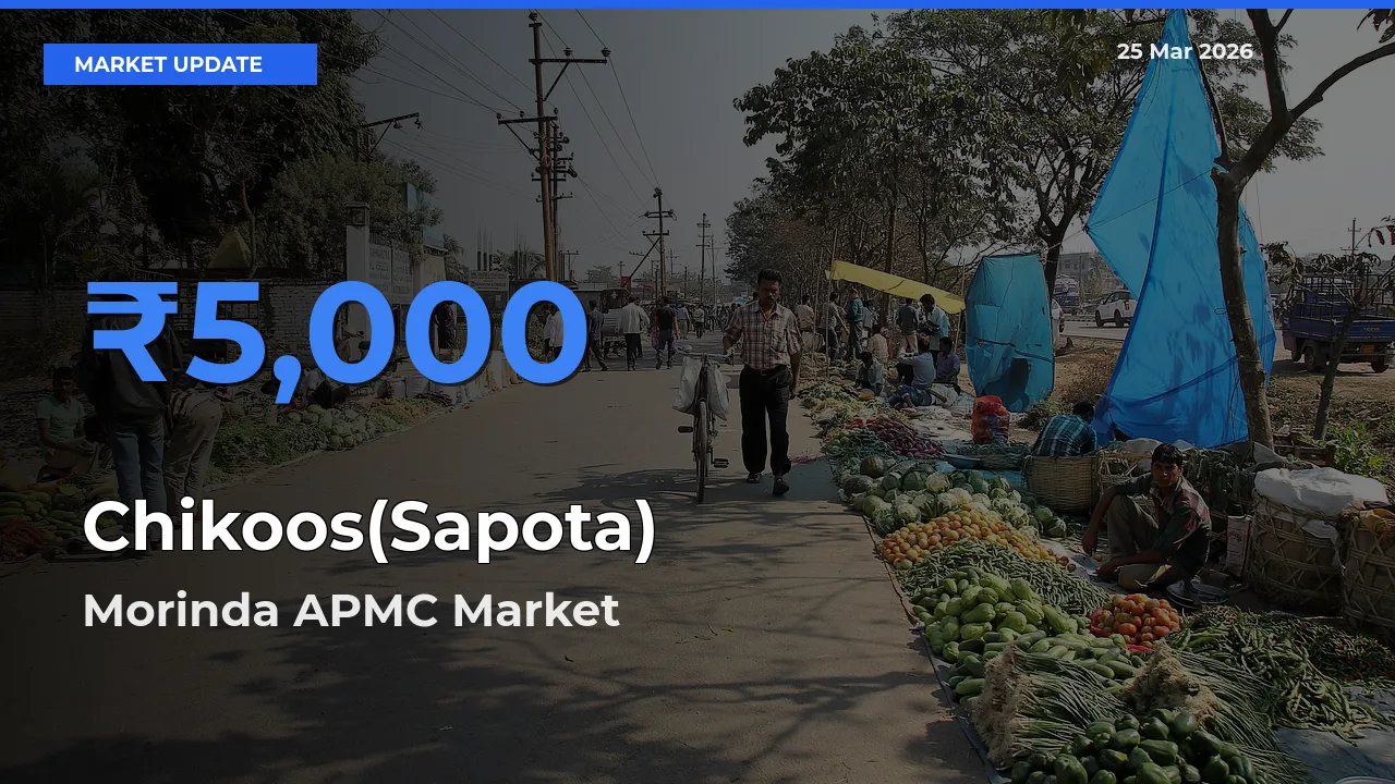 Morinda APMC Tops Chikoos(Sapota) Rates – March 25 Market Update