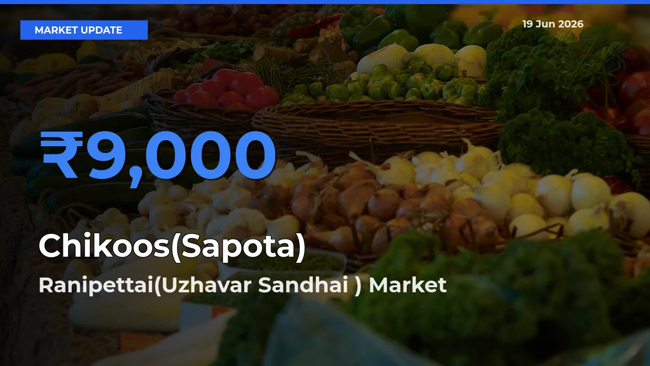 Market Watch: Ranipettai(Uzhavar Sandhai ) Becomes Top Mandi for Chikoos(Sapota)