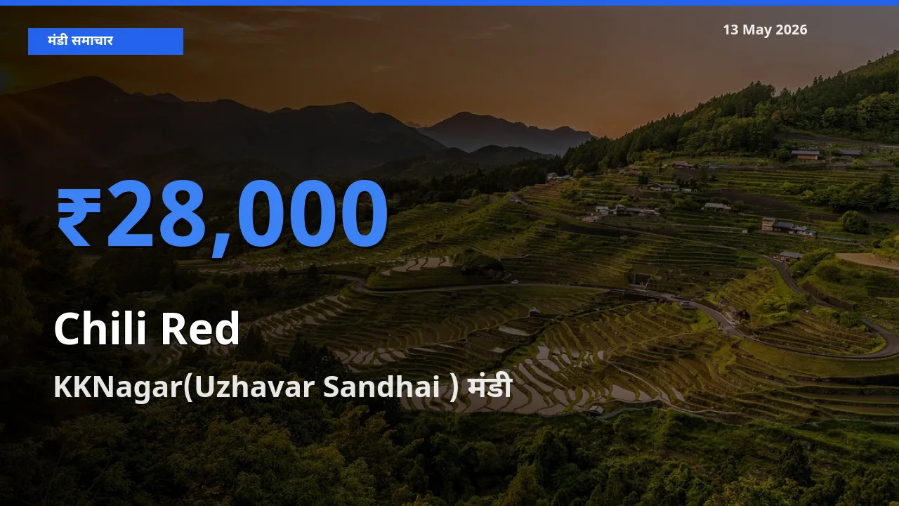 KKNagar(Uzhavar Sandhai ) मंडी में आज लाल मिर्च के सबसे ऊँचे दाम दर्ज