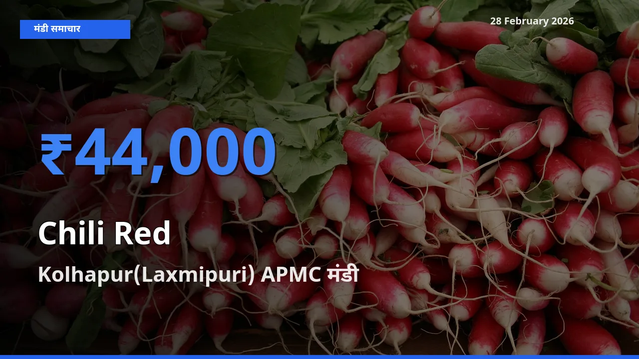 आज Chili Red के सबसे ऊँचे दाम ₹44,000 Kolhapur(Laxmipuri) APMC मंडी में
