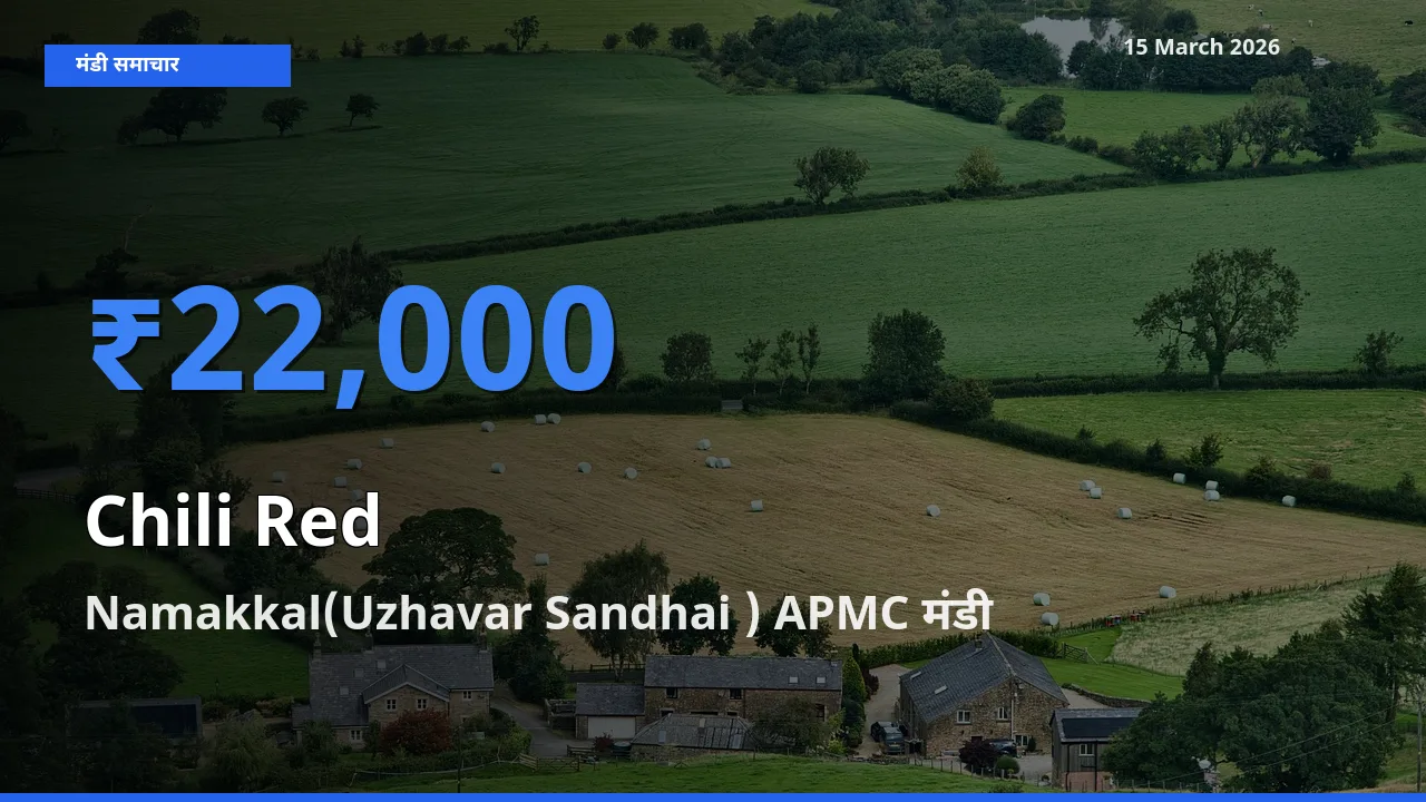 Namakkal(Uzhavar Sandhai ) APMC मंडी में लाल मिर्च ₹22,000 पर पहुँचा – आज का सर्वोच्च भाव