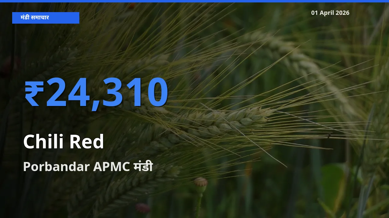 आज का मंडी भाव: लाल मिर्च के सबसे ज़्यादा दाम Porbandar APMC में