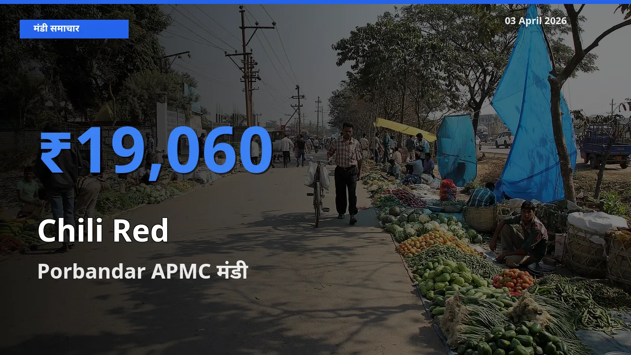 बाज़ार संकेत: Porbandar APMC बना लाल मिर्च के लिए आज की टॉप मंडी