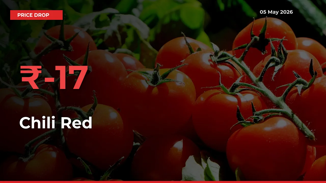 Farmers Alert as Chili Red Prices Slide 16.99% in Local Mandis