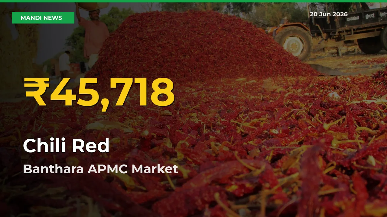 Farmers Benefit as Chili Red Rate Touches New High in Banthara APMC