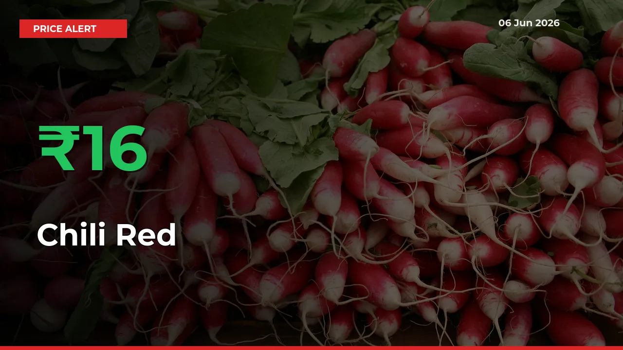 This Mandi Records 15.72% Jump in Chili Red Prices