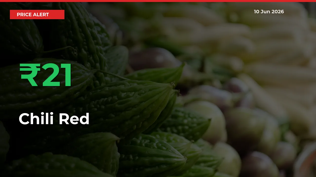 Sharp Jump! Chili Red Prices Climb 21.47% in 24 Hours at Key Mandis
