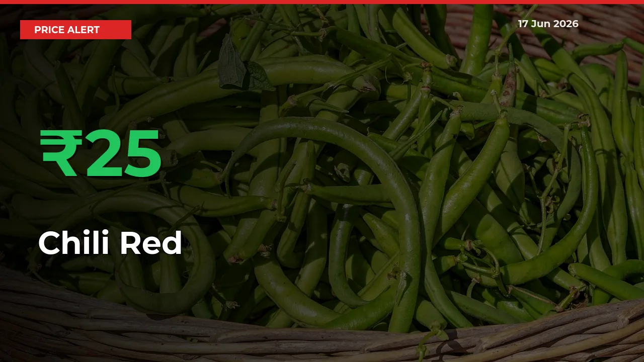 Chili Red Rises 25.15% at Mandis