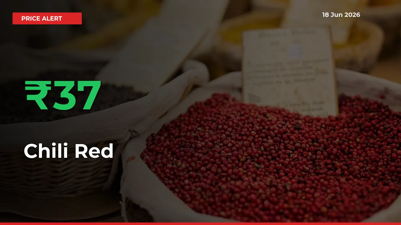 Chili Red Prices Rise 36.57% in a Day at Major Mandis