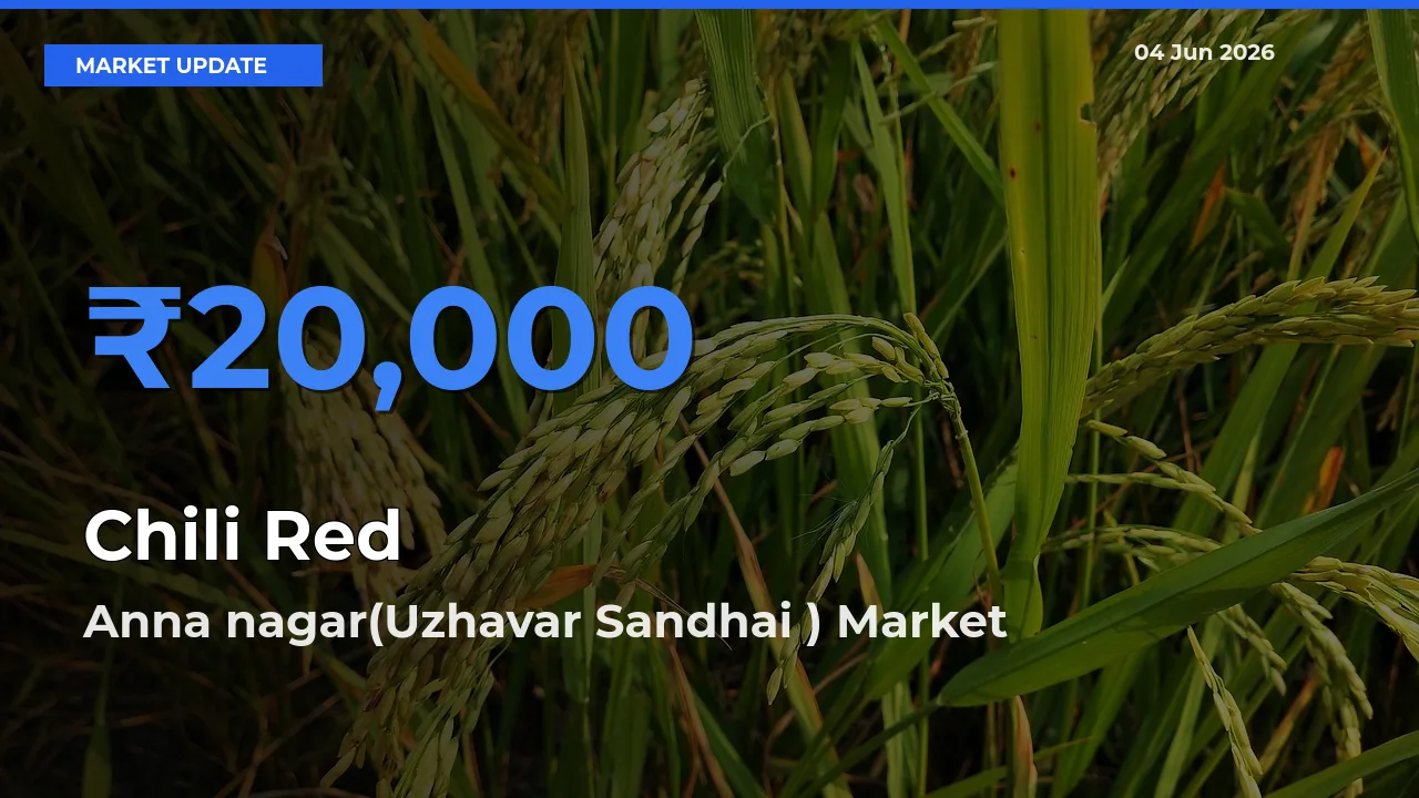 Market Watch: Anna nagar(Uzhavar Sandhai ) Becomes Top Mandi for Chili Red
