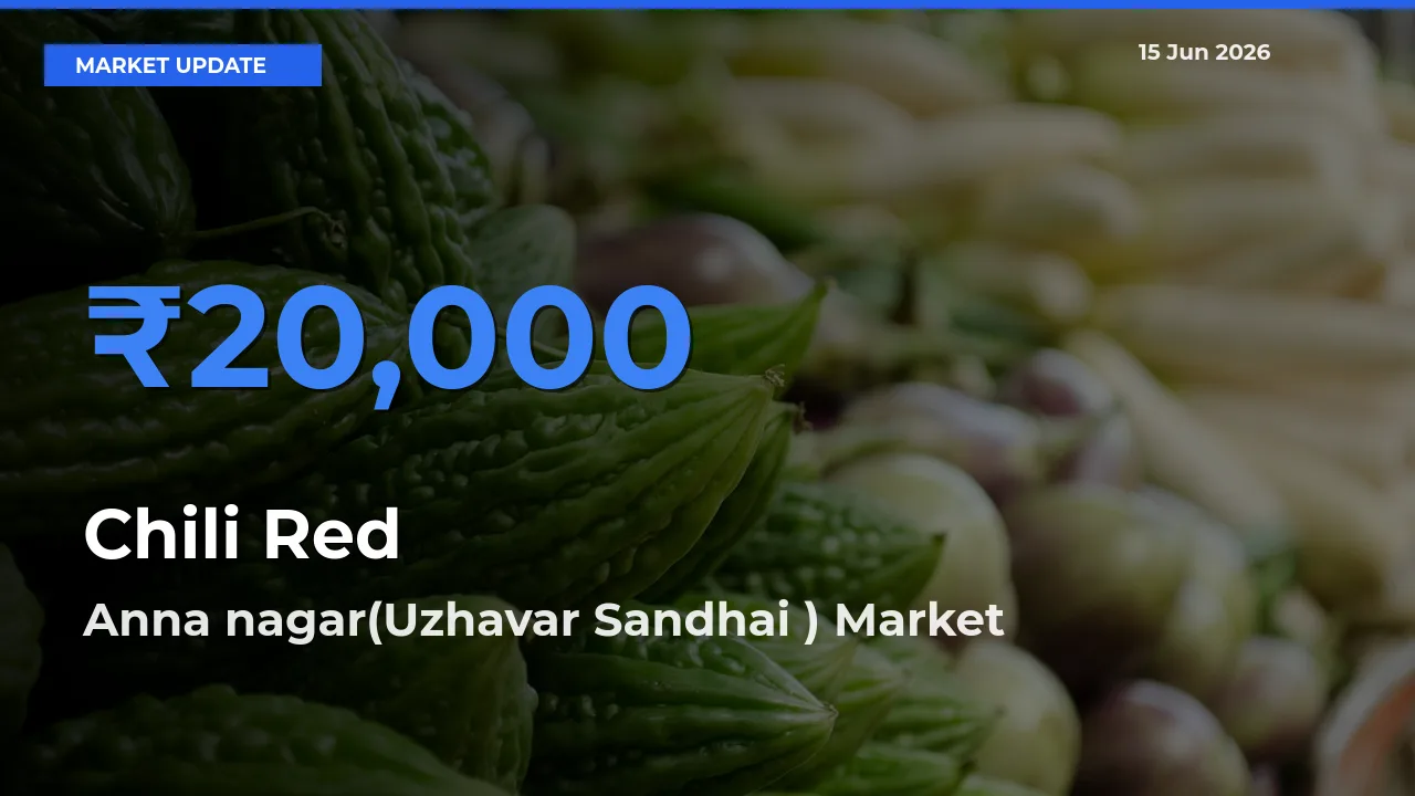 Farmers Prefer Anna nagar(Uzhavar Sandhai ) as Chili Red Hits Highest Rate